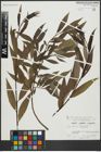 Foto von Salix alba L. x Salix fragilis L.